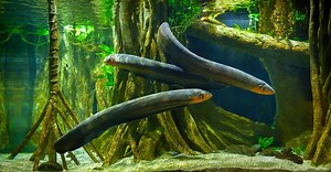 Discover the Mind-Bending Science Behind How Electric Eels Work