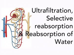 A2 Biology: Ultrafiltration, Selective Reabsorption and the Reabsorption of Water
