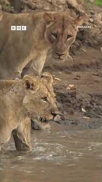 Lion cubs cross croc-infested waters | Kingdom - BBC