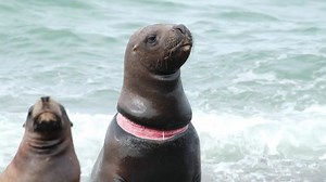 65K views · 2K reactions | Around the world marine animals are being threatened by plastic pollution | Sailors for the Sea | Facebook