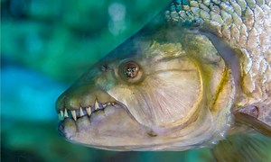 River Monsters: Discover the Largest Fish in the Congo River