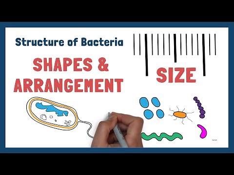 Structure of Bacteria | Part 1 | Cell size, shapes and forms
