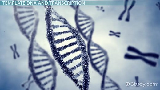 DNA Template Strand vs. Coding Strand | Overview & Steps