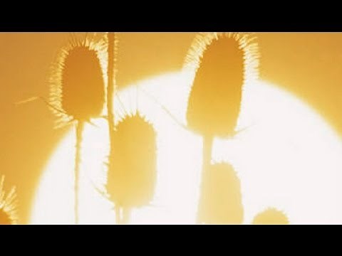 Backlighting Techniques Used in a Photography Studio : Professional Photography Tips