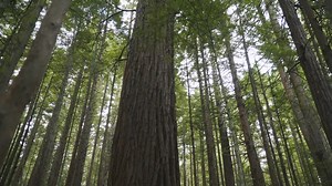 396 reactions · 17 shares | Why do redwood trees grow so tall? ️ These towering giants support thriving ecosystems for smaller organisms high above the forest floor. Join us on October 26 to reflect on God’s intentional and intricate design in nature. | Creation Sabbath | Facebook