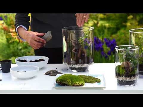 Composez votre terrarium
