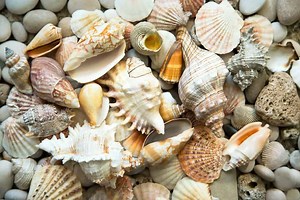 How to Clean Sea Shells and Restore Color