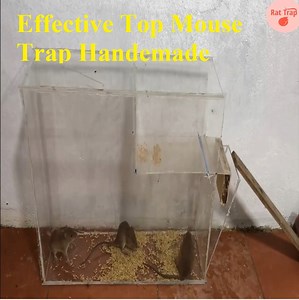 20K views · 213 reactions | Effective Top Mouse Trap Handemade | DIY Rat Trap | Facebook