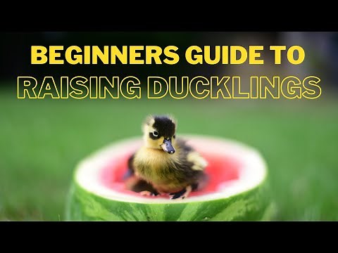 Everything You Need To Start Raising Ducklings