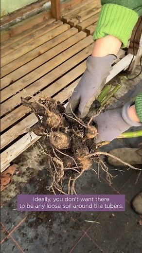 This is how to store your dahlia tubers