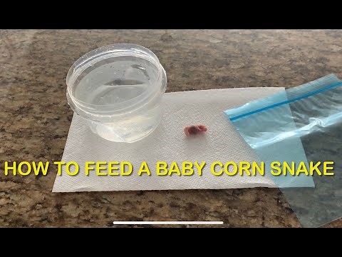How to Feed a Baby Corn Snake