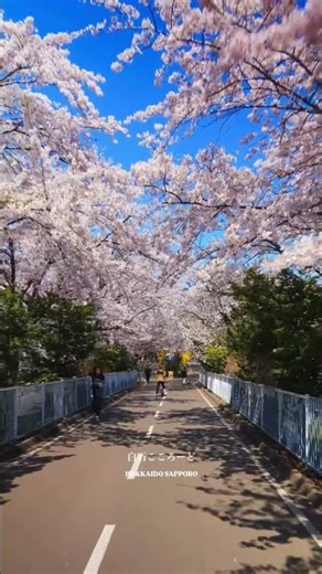Shiroishi Kokoro Road Hokkaido 🌸 Best Cherry Blossom Running Path in Sapporo