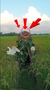 #🌾🌾🦩🦩🦩🦩