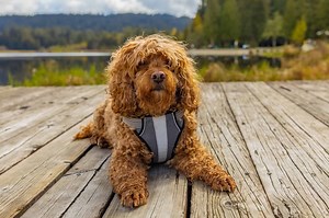 How Much to Feed a Cavapoo (Puppy & Adult Feeding Chart)