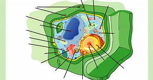 Structure of a Plant Cell: A Visual Guide