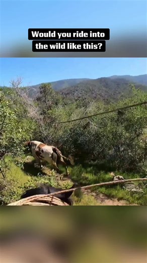 Cowboy on Horseback Roping Wild Cattle in Open Range #cowboylife #western #ranchlife #ropinghorse #ropingcattle #fyp #catchingwildcattle #ropingbullsinparadise #usa