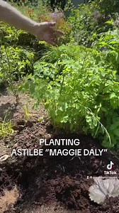 15 reactions | Planting Astilbe “Maggie Daly “ a tough Astilbe with pink plume like flowers over healthy foliage. Winter hardy and lasts for years. planting time is from now ,available in webshop https://pergolanurseries.ecwid.com ALL IRELAND DELIVERY  32 Counties WEBSHOP https://pergolanurseries.ecwid.com Pergola Nurseries Garden Corner, Virginia,Co Cavan A gardeners oasis of quality plants Open Tuesday to Saturday 10.30-6 Open Sundays 2-6 | Pergola Nurseries Garden Corner | Facebook