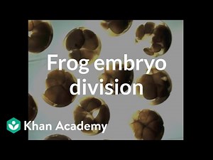 Frog embryo division