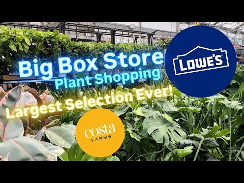 Big Box Store Plant Shopping at Lowe's Largest Houseplant Selection from Costa Farms