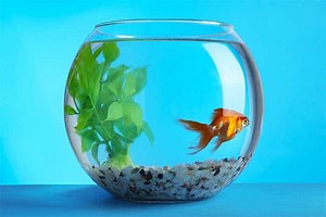 How To Get Fish Tank Water Crystal Clear (It's Easy!)