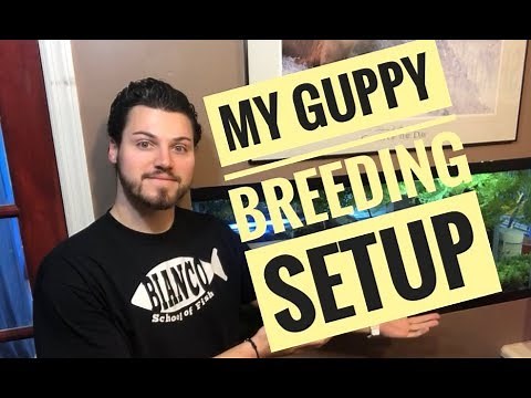 MY GUPPY BREEDING SETUP