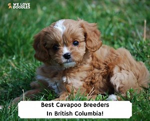 5 Best Cavapoo Breeders in British Columbia! - We Love Doodles