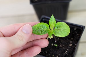 Pepper Plant Leaves Curling - Why And How To Treat