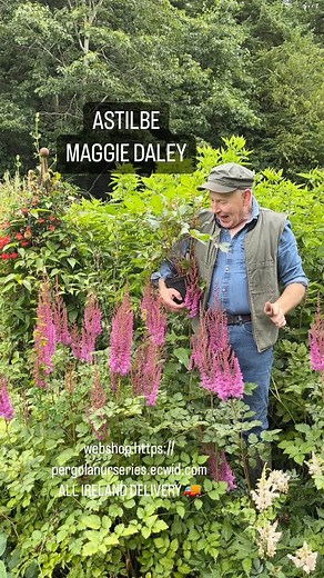 1.3K views · 23 reactions | Astilbe “Maggie Daley “ flowers for months, winter hardy and lasts for years. Planting time is from now, Available in webshop https://pergolanurseries.ecwid.com ALL IRELAND DELIVERY  32 Counties WEBSHOP https://pergolanurseries.ecwid.com Pergola Nurseries Garden Corner, Virginia,Co Cavan A gardeners oasis of quality plants Open Tuesday to Saturday 10.30-6 Open Sundays 2-6 | Pergola Nurseries Garden Corner | Facebook