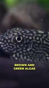 57K views · 829 reactions | Alien Algae Eaters  #aquariumcoop #aquariumadvice #enjoynaturedaily #fishtank | Aquarium Co-Op | Facebook