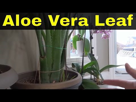 How To Cut An Aloe Vera Leaf From A Plant-Tutorial