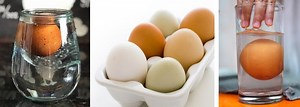 5 Things You Need to Know-Fresh Egg Water Test