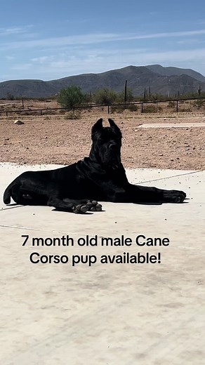 7 month old black male Cane Corso (Italian Mastiff) pup available. Located in Arizona🌵. Puppy transporter available for delivery. #canecorso #italianmastiff #canecorsopuppy #puppy #puppylove #dogsoftiktok #dogs #doglover #guarddog