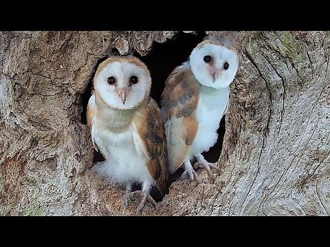 Adorable Barn Owl Pair Bring Up Their Chicks | Full Story | Gylfie & Finn | Robert E Fuller