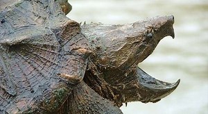 Are Snapping Turtles Dangerous? (with Bite Facts and Videos) | Turtle Owner