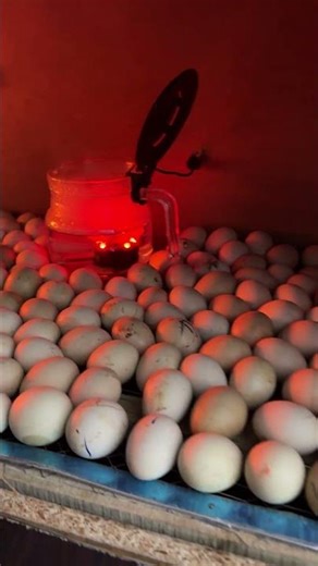WONDERFUL HOMEMADE 500 Eggs incubator