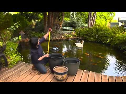 The Garden Gurus - Selecting the right water plant for your pond