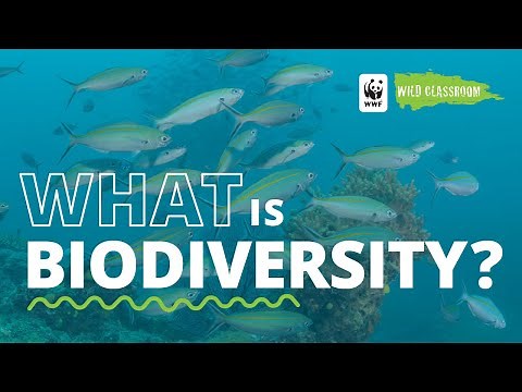 What is Biodiversity?