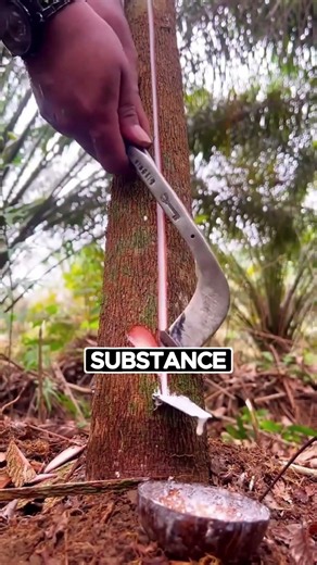 One Small Cut in This Tree Creates Rubber Used Around the World