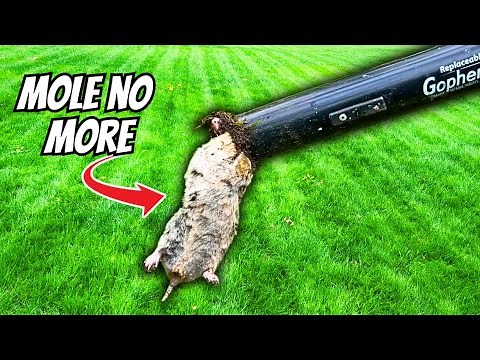 The BEST Way to Get Rid of a Mole in Your Yard: 3 EASY Steps