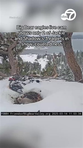 Big Bear eagles live cam shows only two of Jackie and Shadow's three eaglets in the snow-covered nest. During a feeding session Friday, only two of the eaglets were visible. | ABC7 News