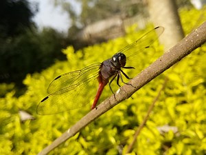 Life Sciences Grade 11 Past Papers and Memos PDF Download (South Africa) - Modern Classroom