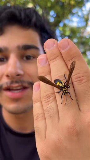WASP OR MOTH!? 🐝🤯One of the most incredible mimics in the world, this Tiger Moth (Orcynia calcarata) looks so much like a wasp I was almost nervous holding it! 😳It always amazes me how evolution has driven so many species of insects in the Amazon to mimic wasps! 💛🖤