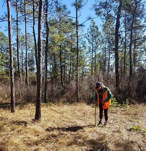 Mega Tree Planting Efforts Around the World