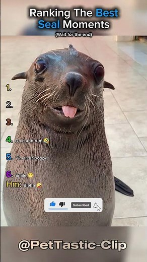 Ranking The Best Seal Moments
