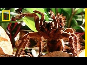 World's Biggest Spider Devours Mouse | National Geographic