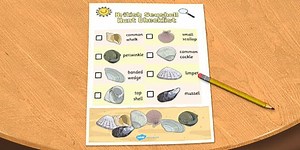 British Seashell Hunt Checklist