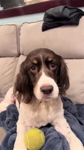 Cutie 🥺🥰 | English Springer Spaniel Dog