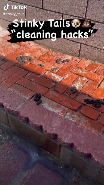 Effective Dog Poop Cleaning Hacks