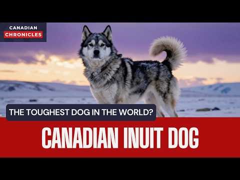 The TOUGHEST Dog in the World? 🇨🇦 The Canadian Inuit Dog Legend