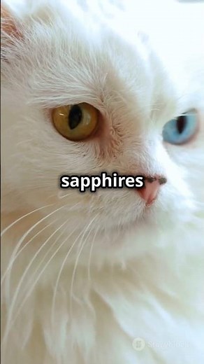 Ragdoll Cats: Ultimate Cuddle Buddies! (2024) | Blue Eyed mate you can afford